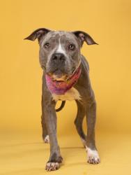 Shelter Stray Female Dog last seen Near wood st, Atlanta, GA, 1251 Fulton Industrial Blvd NW, Atlanta, GA 30336, USA