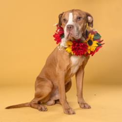 Shelter Stray Male Dog last seen Hammond Heights Apartment Complex, Atlanta, GA, 1251 Fulton Industrial Blvd NW, Atlanta, GA 30336, USA