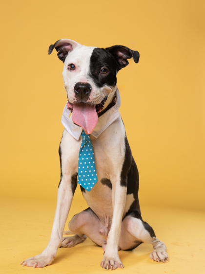 Shelter Stray Male Dog last seen Near ANDERSON AVE NW, Atlanta, GA, 1251 Fulton Industrial Blvd NW, Atlanta, GA 30336, USA