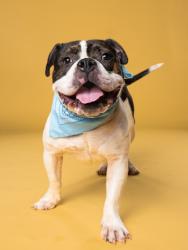Shelter Stray Male Dog last seen Near Stonewall Tell Rd South Fulton, 30349, GA, U, East Point,, 1251 Fulton Industrial Blvd NW, Atlanta, GA 30336, USA