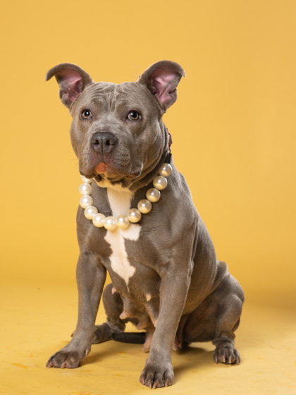 Shelter Stray Female Dog last seen Near Linda Way SW, Atlanta, GA, 1251 Fulton Industrial Blvd NW, Atlanta, GA 30336, USA