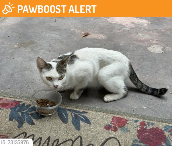 Found/Stray Female Cat last seen Colima Rd and Hacienda Blvd., Hacienda Heights, CA 91745