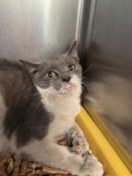 Shelter Stray Female Cat last seen Near 75th Ave, Oakland, CA, 1101 29th Ave, Oakland, CA 94601, USA