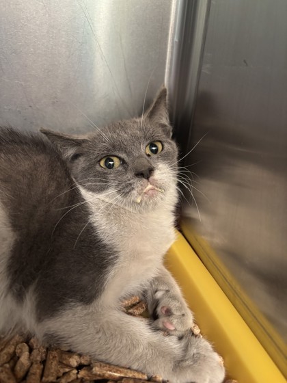 Shelter Stray Female Cat last seen Near 75th Ave, Oakland, CA, 1101 29th Ave, Oakland, CA 94601, USA