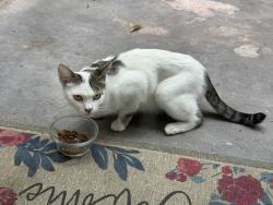 Found/Stray Female Cat last seen Colima Rd and Hacienda Blvd., Hacienda Heights, CA 91745