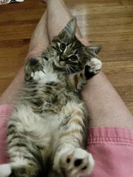 Shelter Stray Female Cat last seen Tienda El Tikal Chamblee ga 30341, 30341, GA, 3280 Chamblee Dunwoody Rd, Chamblee, GA 30341, USA
