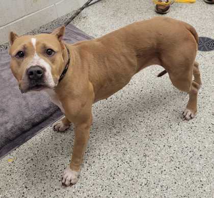 Shelter Stray Female Dog last seen Near E 53rd St, KCMO, 64133, 64133, MO, 7077 Elmwood Ave, Kansas City, MO 64132, USA