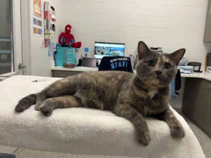 Shelter Stray Female Cat last seen N Prospect Ave & NE 78th St, 64118, 64118, MO, 7077 Elmwood Ave, Kansas City, MO 64132, USA
