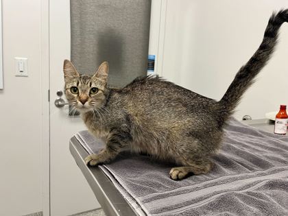 Shelter Stray Female Cat last seen Near Block of Northwest 75th Street KCMO 64152, 64152, MO, 7077 Elmwood Ave, Kansas City, MO 64132, USA