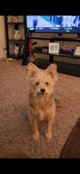 Lost Female Dog last seen North st and powers, Manteca, CA 95336