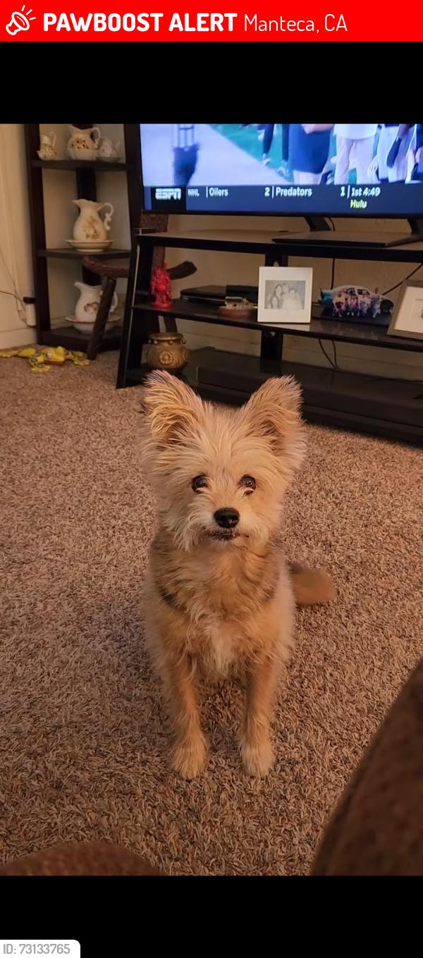 Lost Female Dog last seen North st and powers, Manteca, CA 95336