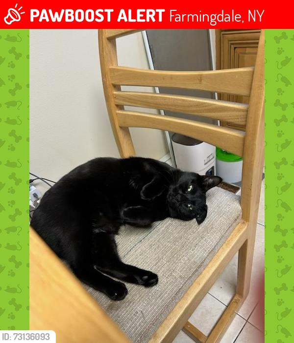 Lost Female Cat last seen Maplewood Avenue and Eastern Pkwy, Farmingdale, NY 11735
