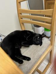 Lost Female Cat last seen Maplewood Avenue and Eastern Pkwy, Farmingdale, NY 11735