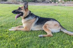 Reunited Male Dog last seen Near E California Ave, Las Vegas, NV 89104, USA, Las Vegas, NV 89104