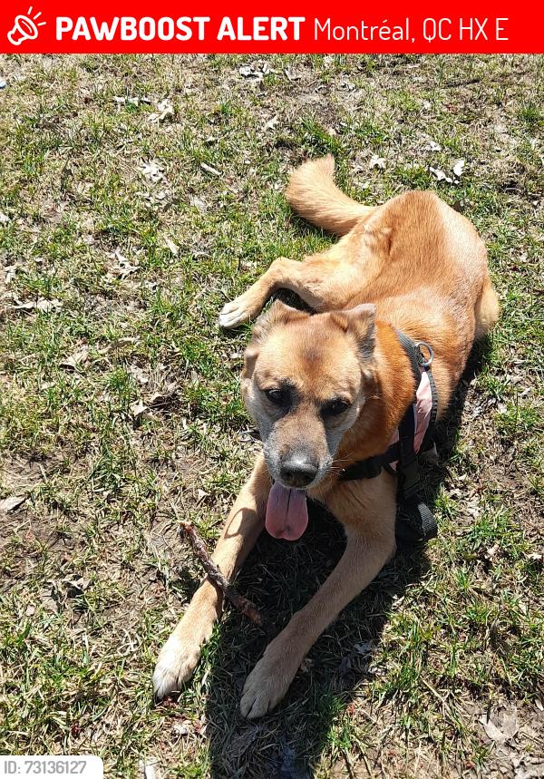 Lost Female Dog last seen Masson, Montréal, QC H1X 2E7
