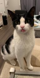 Lost Female Cat last seen Mansfield and Copley, San Diego, CA 92116