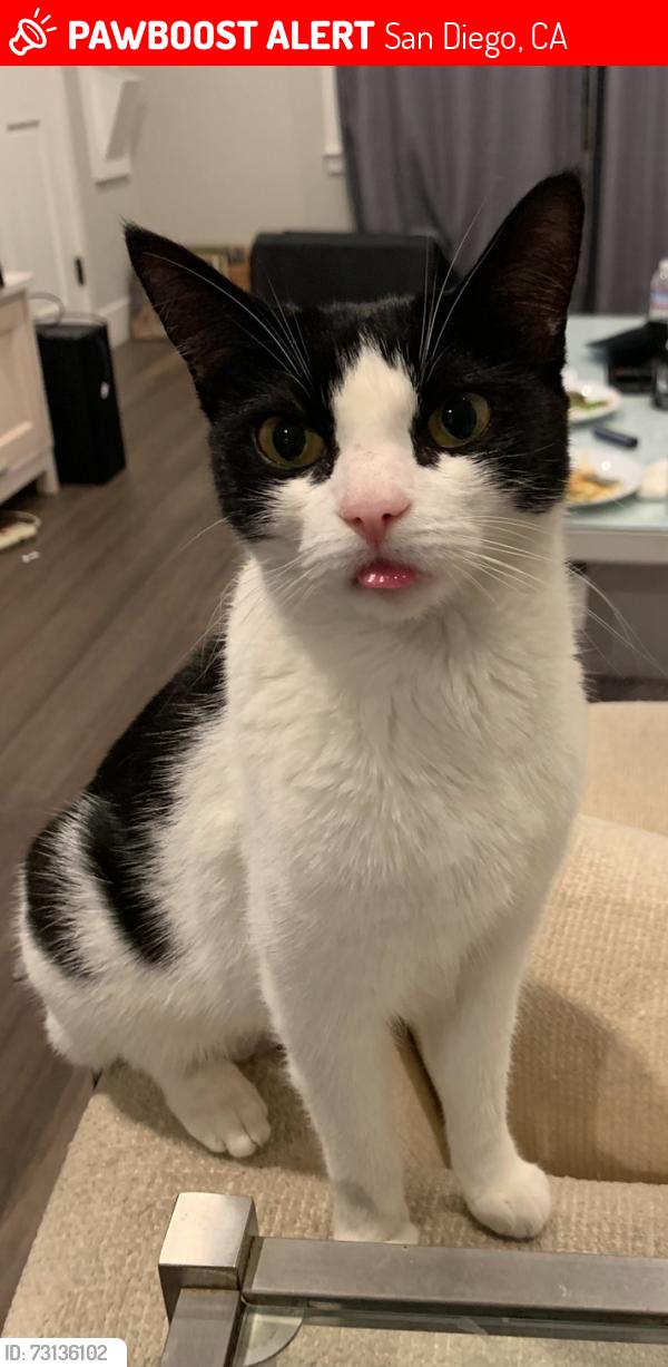 Lost Female Cat last seen Mansfield and Copley, San Diego, CA 92116