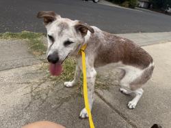 Reunited Male Dog last seen Cirby, Roseville, CA 95621