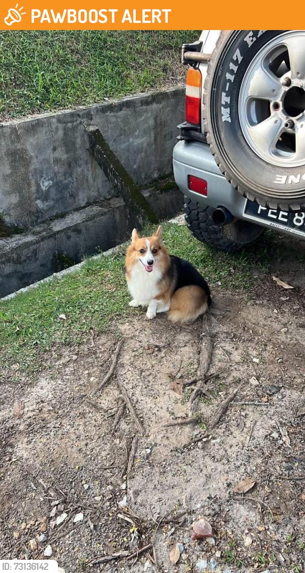 Found/Stray Male Dog last seen Taman usaha jaya morning time, Kuala Lumpur, Wilayah Persekutuan Kuala Lumpur 52100