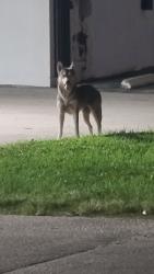 Found/Stray Male Dog last seen Near car wash, Oakland Park, FL 33334