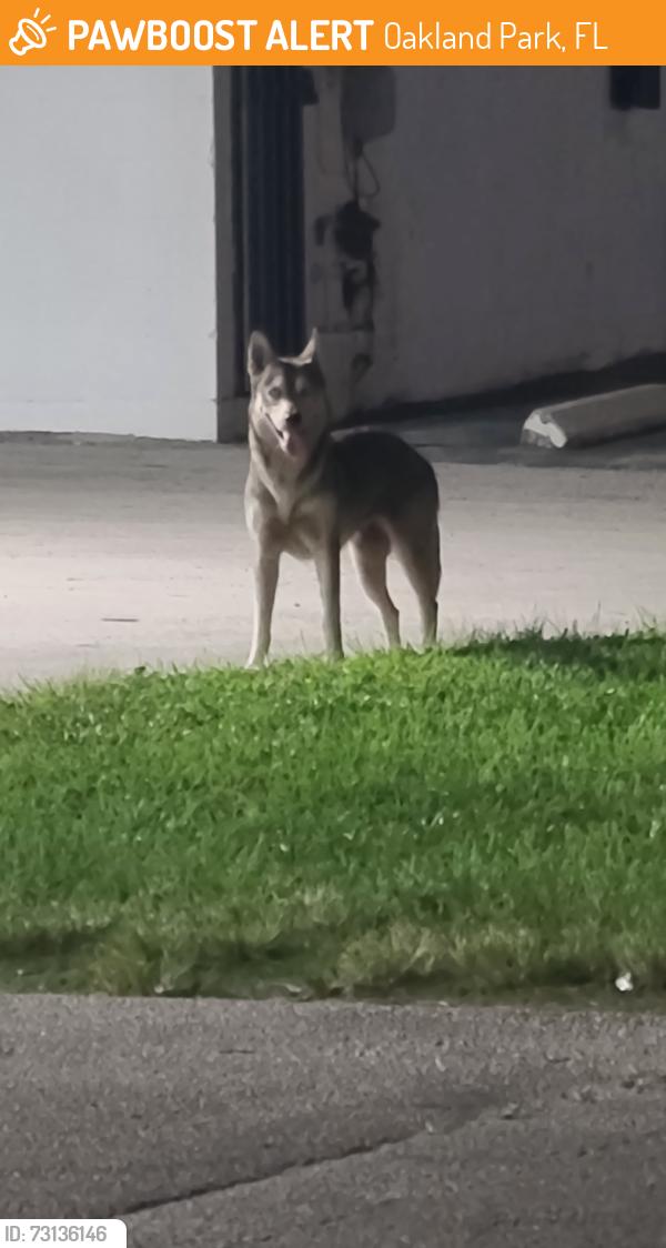Found/Stray Male Dog last seen Near car wash, Oakland Park, FL 33334