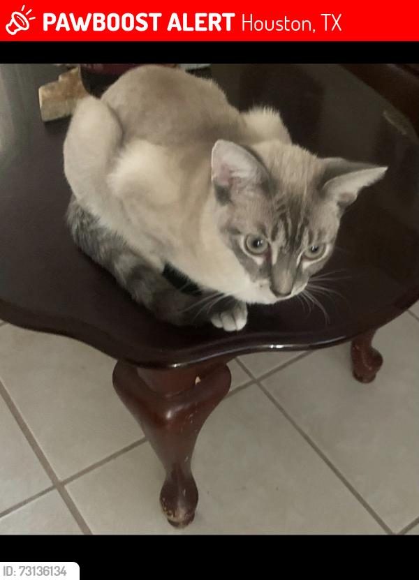 Lost Female Cat last seen Near Sawmill Tr. and the bayou, Houston, TX 77040
