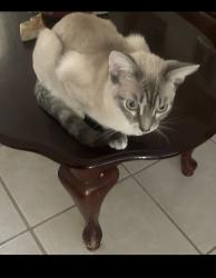 Lost Female Cat last seen Near Sawmill Tr. and the bayou, Houston, TX 77040
