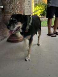 Reunited Female Dog last seen Rock alley dr, Fort Worth, TX 76244