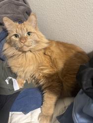 Reunited Female Cat last seen Fraser, Bellingham, WA 98229