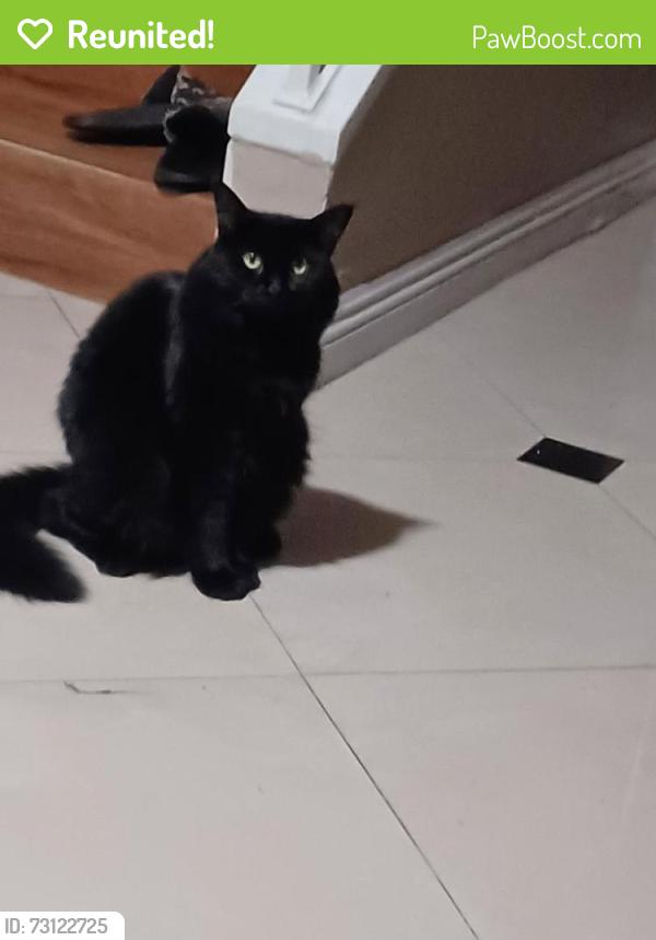 Reunited Female Cat last seen Navajo st., Perris, CA 92570