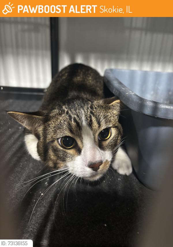 Found/Stray Unknown Cat last seen Sidewalk, Skokie, IL 60076