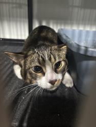 Found/Stray Unknown Cat last seen Sidewalk, Skokie, IL 60076