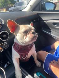Reunited Female Dog last seen Greenfield, El Cajon, CA 92021