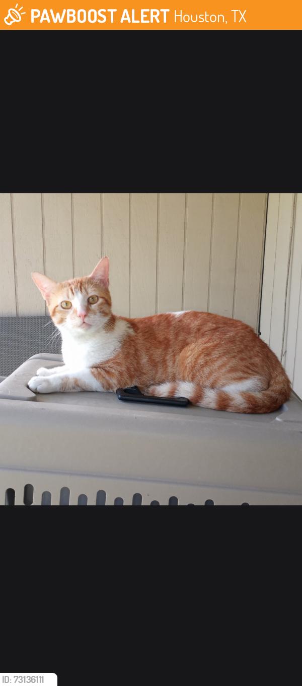 Found/Stray Male Cat last seen Corona Lane, Houston, TX 77072