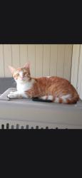 Found/Stray Male Cat last seen Corona Lane, Houston, TX 77072