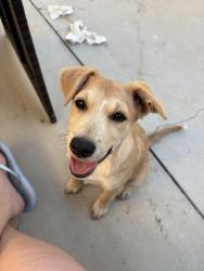 Found/Stray Female Dog last seen Wells ave, Riverside, CA 92505
