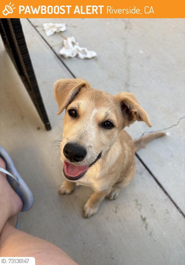 Found/Stray Female Dog last seen Wells ave, Riverside, CA 92505