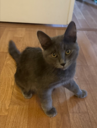 Reunited Male Cat last seen Chapparal Park, Scottsdale, AZ 85250