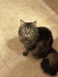 Lost Male Cat last seen Parkwood Rd, Snellville, GA 30078