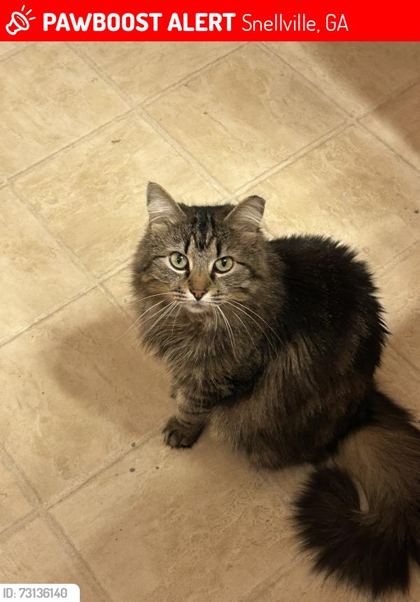Lost Male Cat last seen Parkwood Rd, Snellville, GA 30078