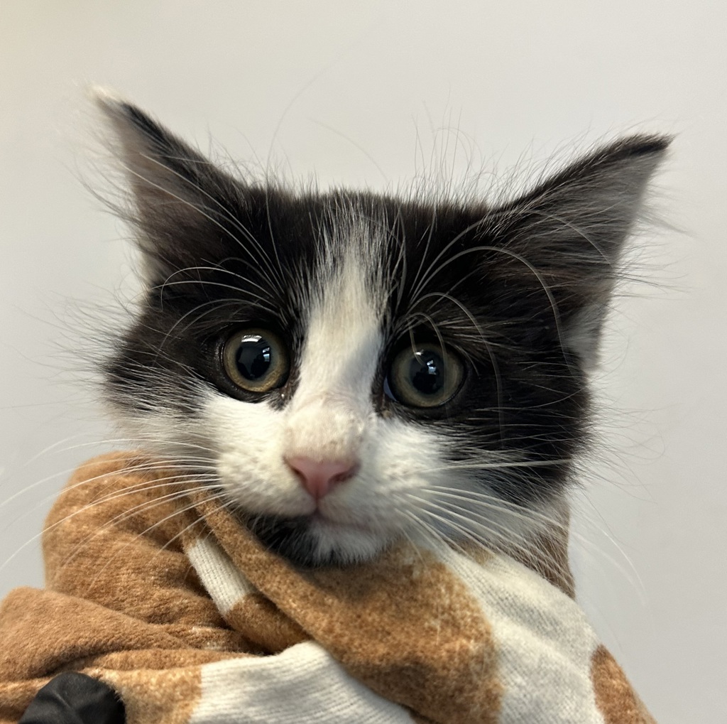 Shelter Stray Female Cat last seen hwy 5 1 mile north off the border, San Diego, CA, 92173, 5500 Gaines St, San Diego, CA 92110, USA
