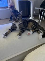 Lost Female Cat last seen Burnet Ave, Los Angeles, CA 91345