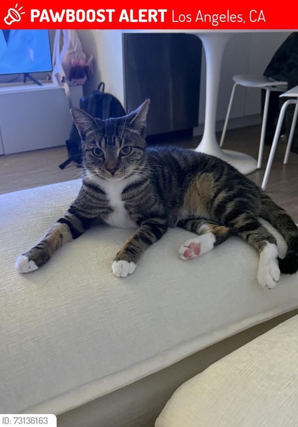 Lost Female Cat last seen Burnet Ave, Los Angeles, CA 91345