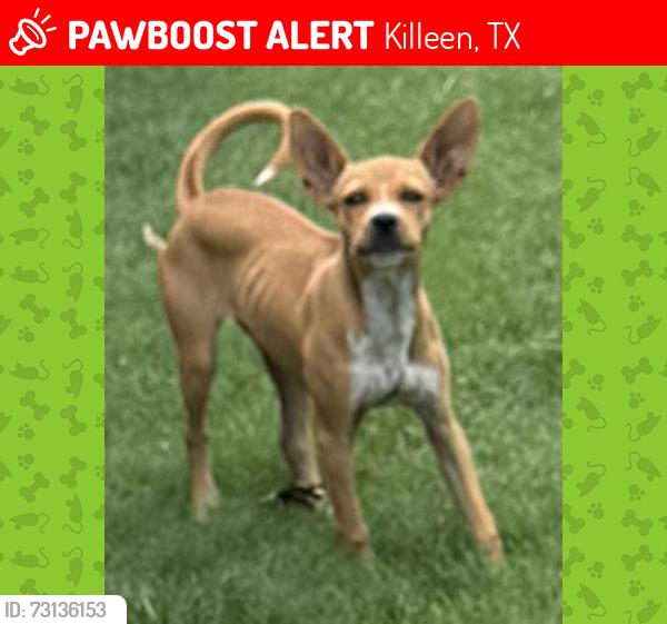 Lost Female Dog last seen Beeline, Green Forest Circle, Killeen, TX 76543