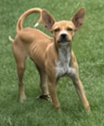 Lost Female Dog last seen Beeline, Green Forest Circle, Killeen, TX 76543