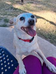 Reunited Female Dog last seen E 82nd Ct and E 82nd place, Tulsa, OK 74137