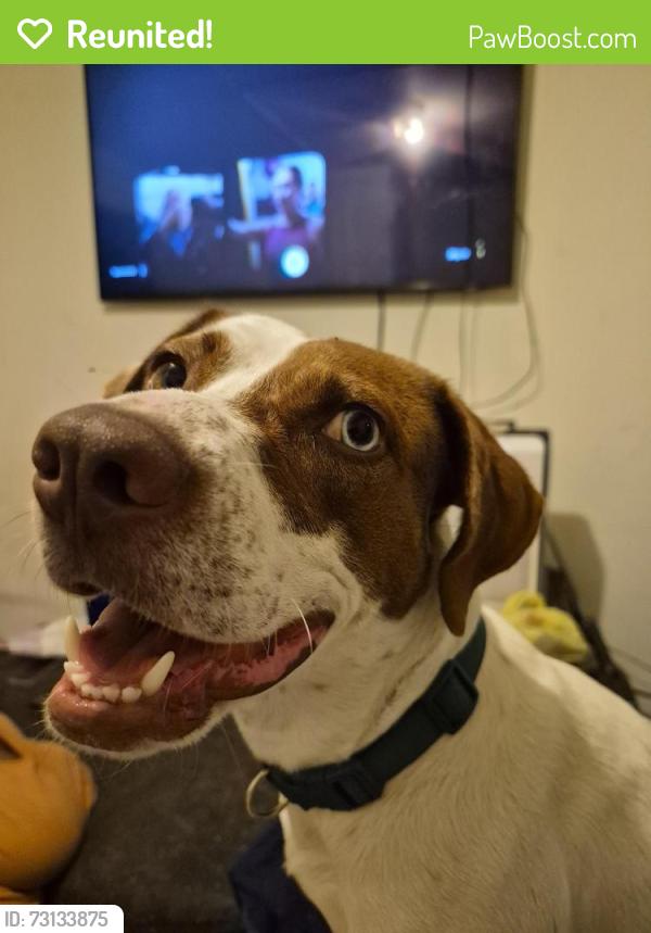 Reunited Female Dog last seen West street, New Bern, NC 28560