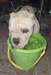 Found/Stray Male Dog last seen Near Kempston Dr., Orlando, FL 32812