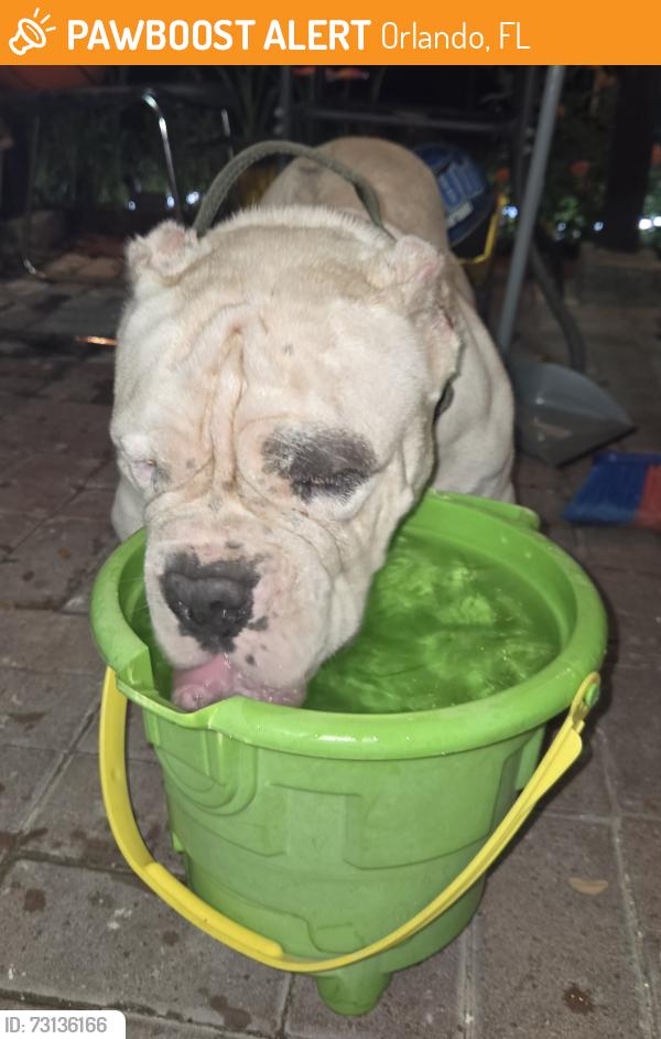 Found/Stray Male Dog last seen Near Kempston Dr., Orlando, FL 32812