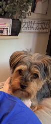 Reunited Female Dog last seen Near E D St, Ontario, CA 91764, USA, Ontario, CA 91764